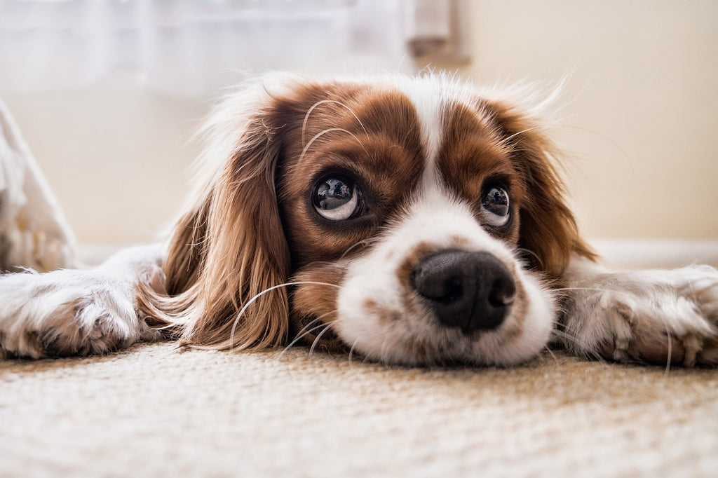 Could Your Pets Suffer From SAD?