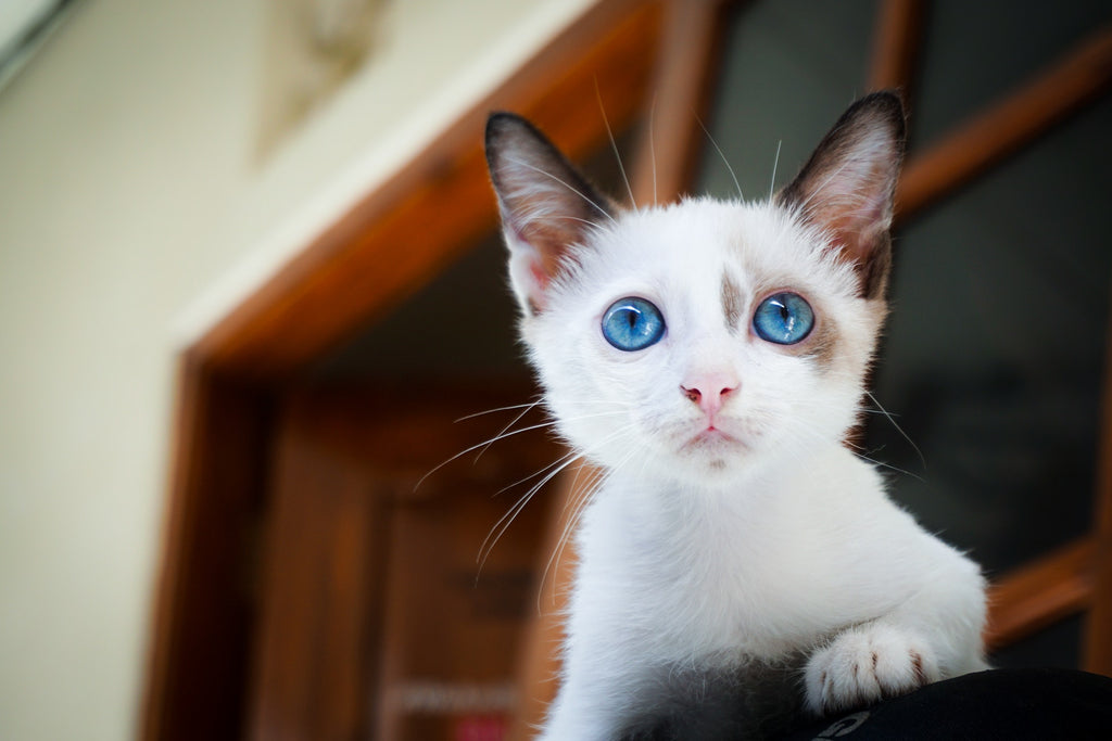 Transitioning Your Cat's Food with Cat Treats